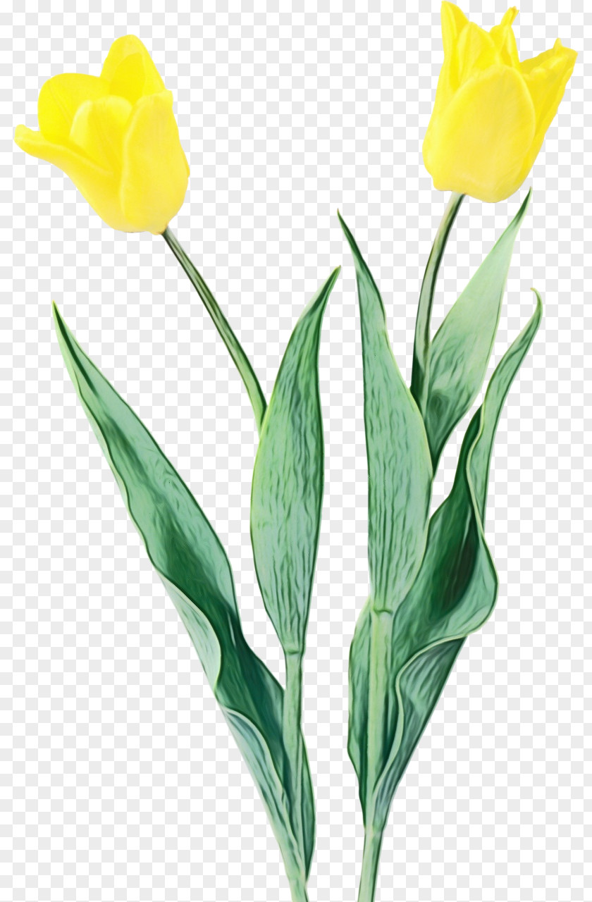 Flower Tulip Plant Yellow Petal PNG