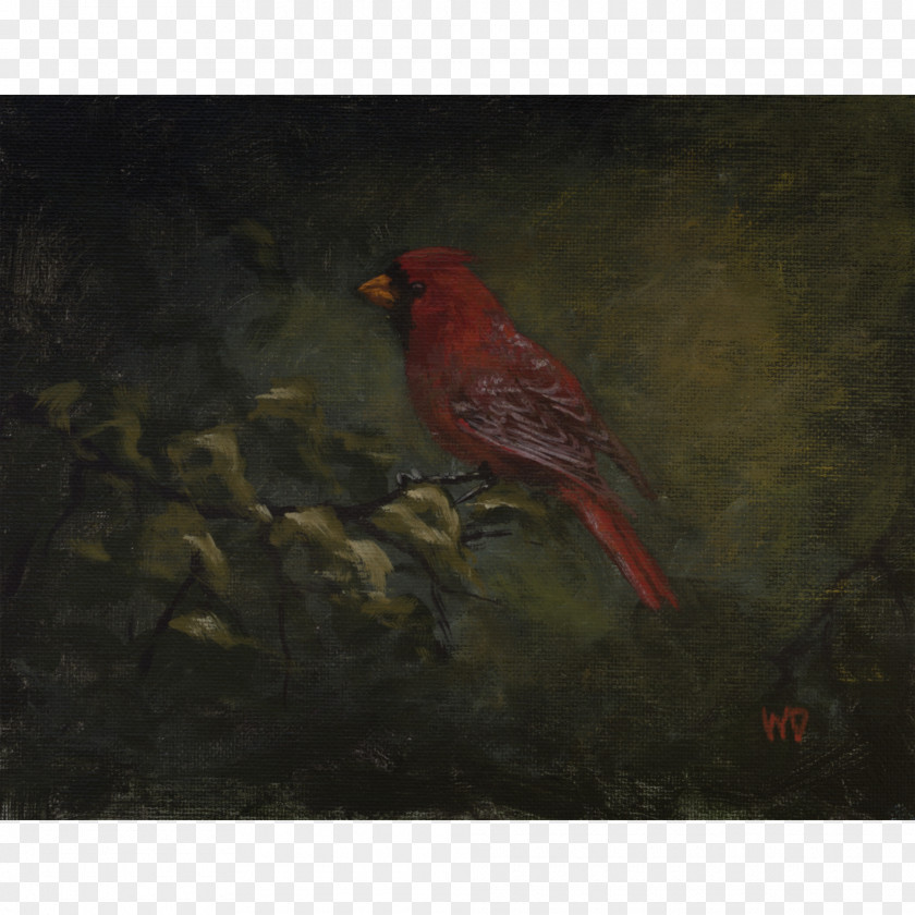 Northern Cardinal Finches American Sparrows Painting Fauna Beak PNG