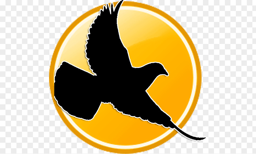 Bird Racing Homer Columbidae Pigeon Post PNG