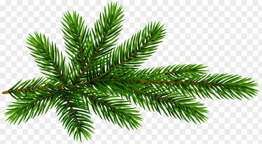 Fir Pine Clip Art PNG