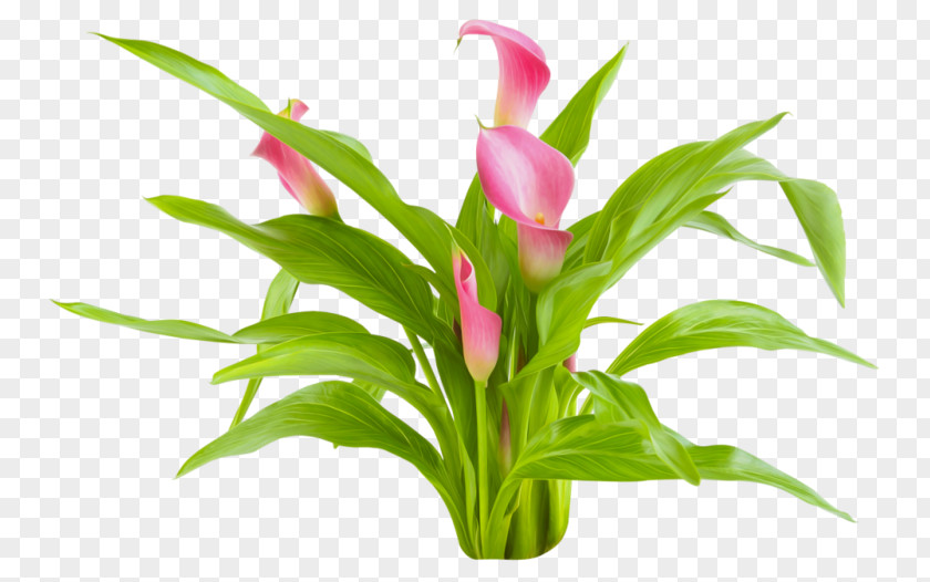 Pink Calla Lily Flowers Arum-lily Cut Plant Computer Programming PNG