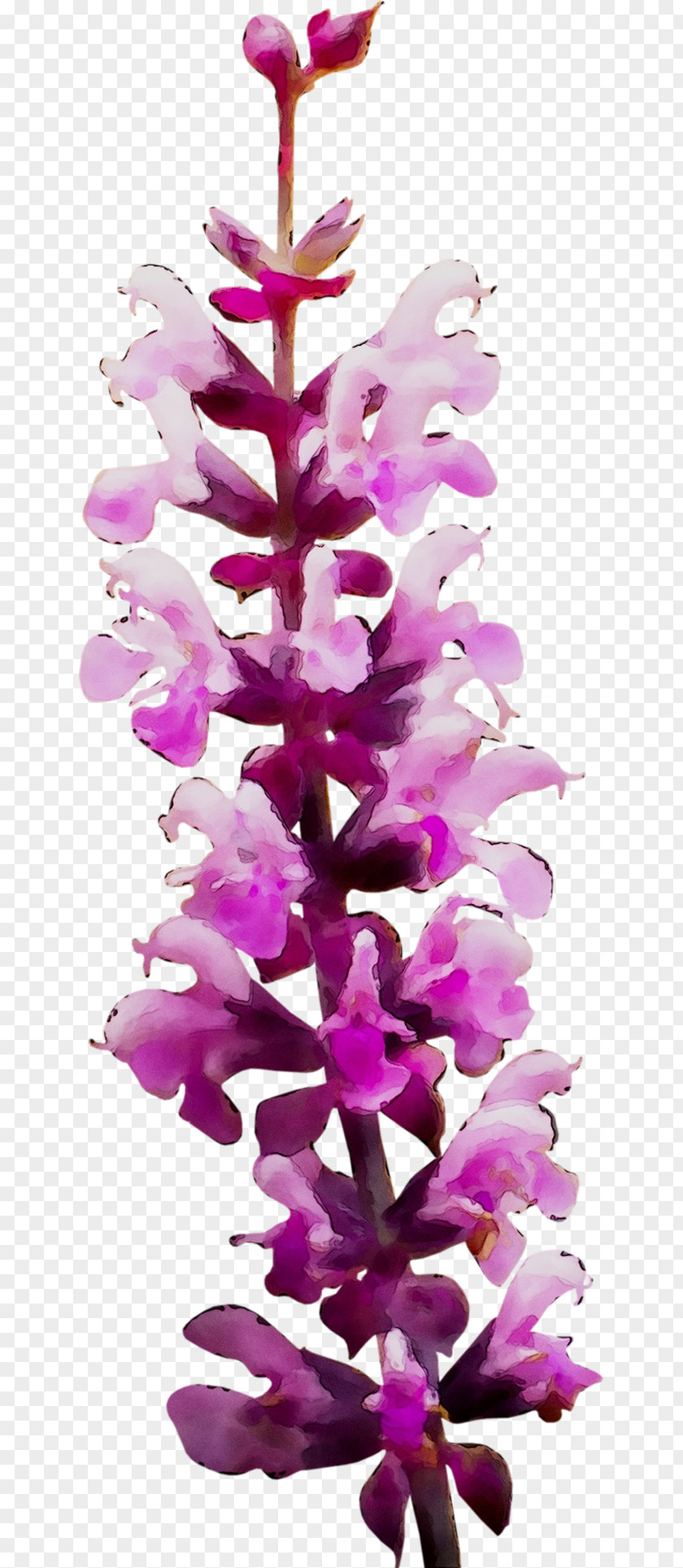 Pink M Christmas Decoration Day Flowering Plant RTV PNG