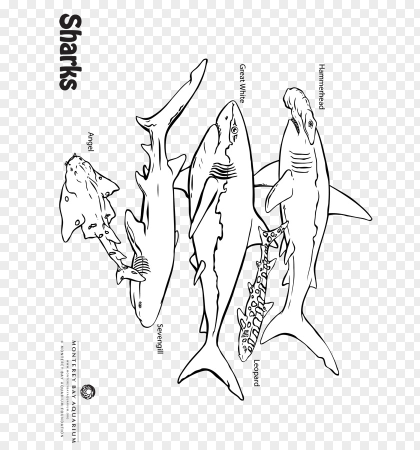 Sea Anemones Sketch Finger Illustration Line Art Drawing PNG