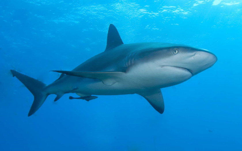 Sharks Caribbean Reef Shark Carcharhinus Amblyrhynchos Blacktip PNG
