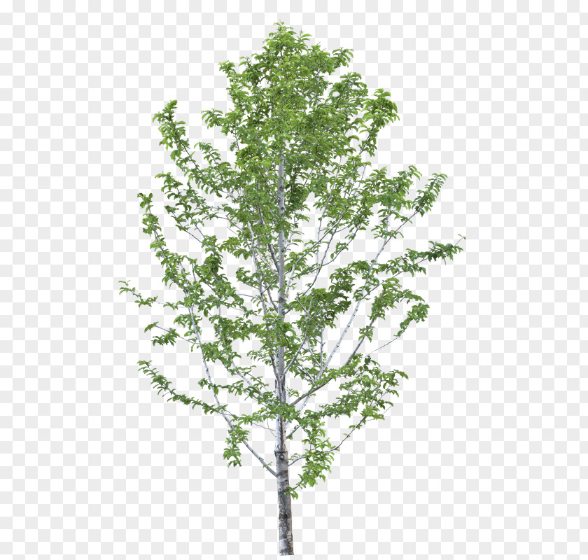 Yv Birch Indian-almond Tree Plants Leaf PNG