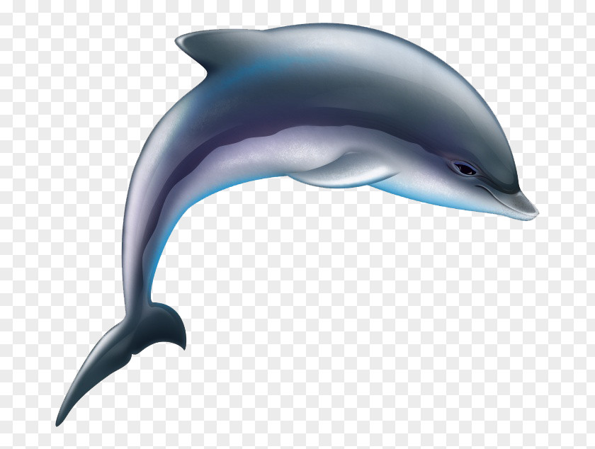 Cartoon Dolphin Common Bottlenose Tucuxi Wholphin Short-beaked Rough-toothed PNG