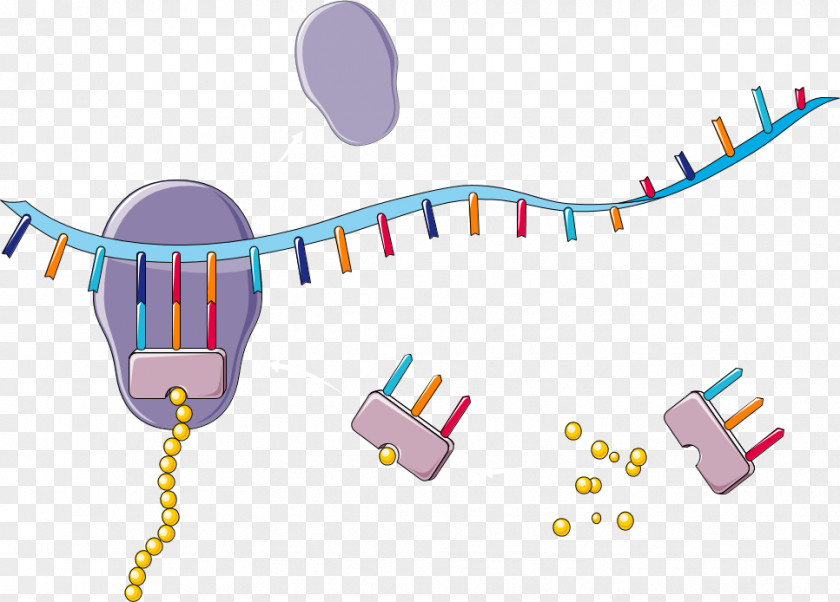 Nucleic Acid Transfer RNA Translation Ribosome PNG