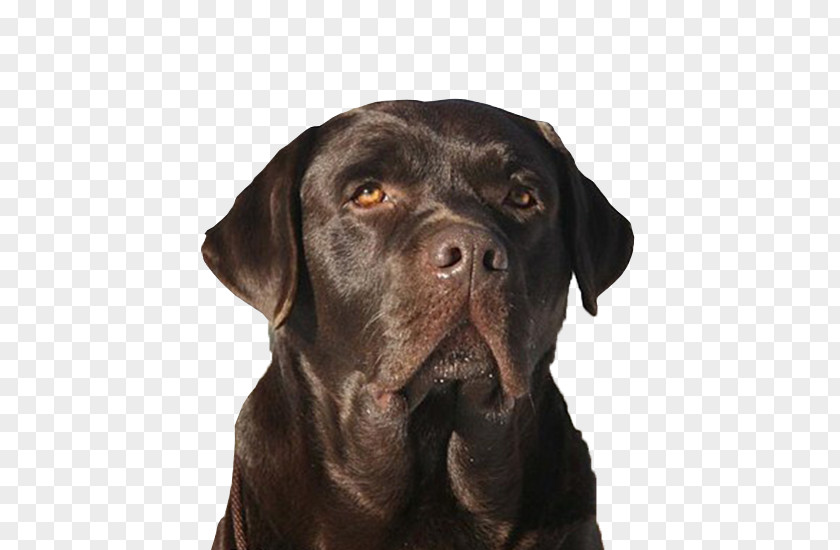 Puppy Labrador Retriever Dog Breed Sporting Group PNG