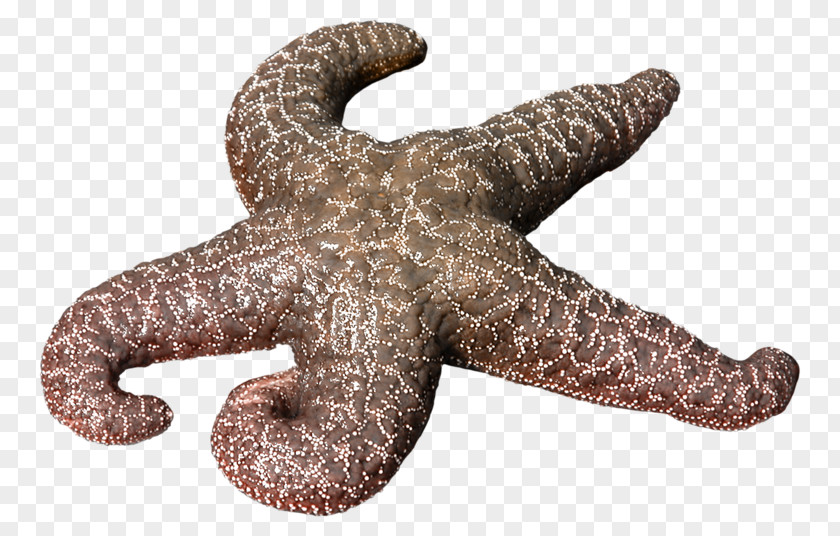 Brown Starfish PNG