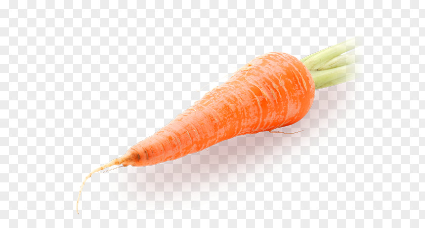 Carrot Baby Vegetable Daikon Greater Burdock PNG