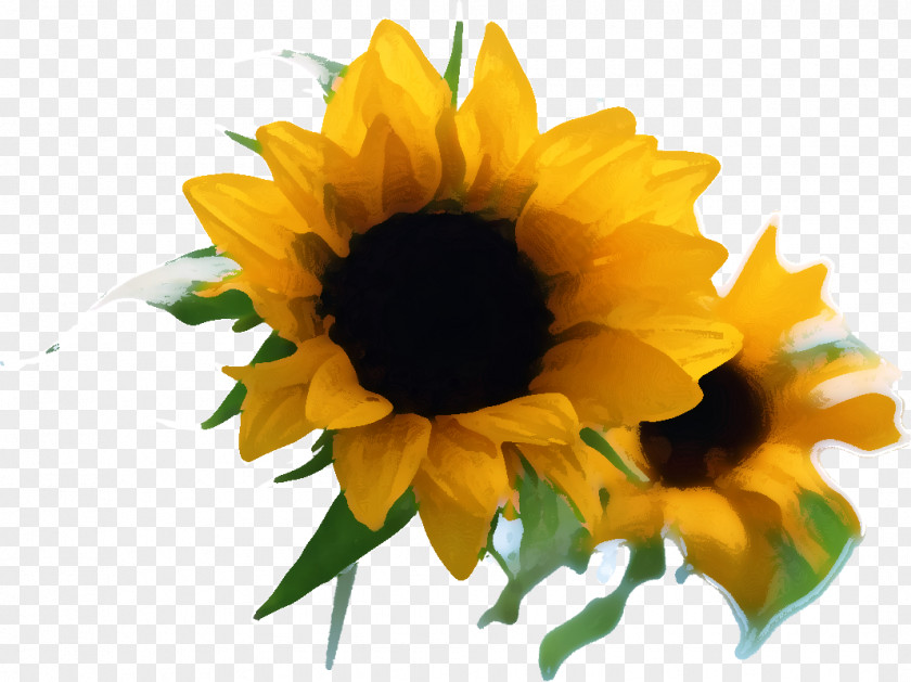 Common Sunflower Two Cut Sunflowers Illustration Image Photography PNG