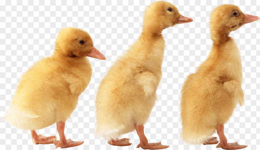 Duck Image American Pekin Bird PNG