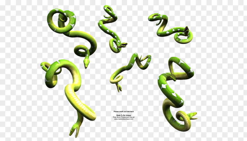 Green Anaconda Corn Snake Reptile Dwarf Burmese Python Ball PNG