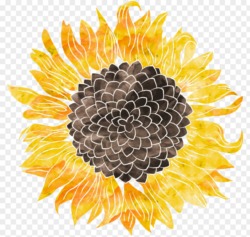 Painting Common Sunflower Watercolor Art Clip PNG