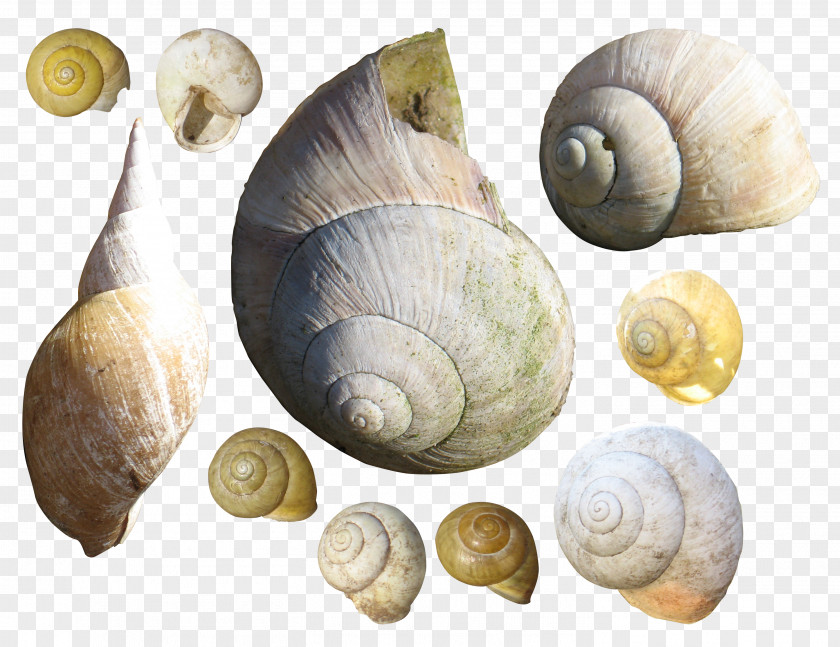 Seashell Gastropods Bolinus Brandaris Sea Snail PNG