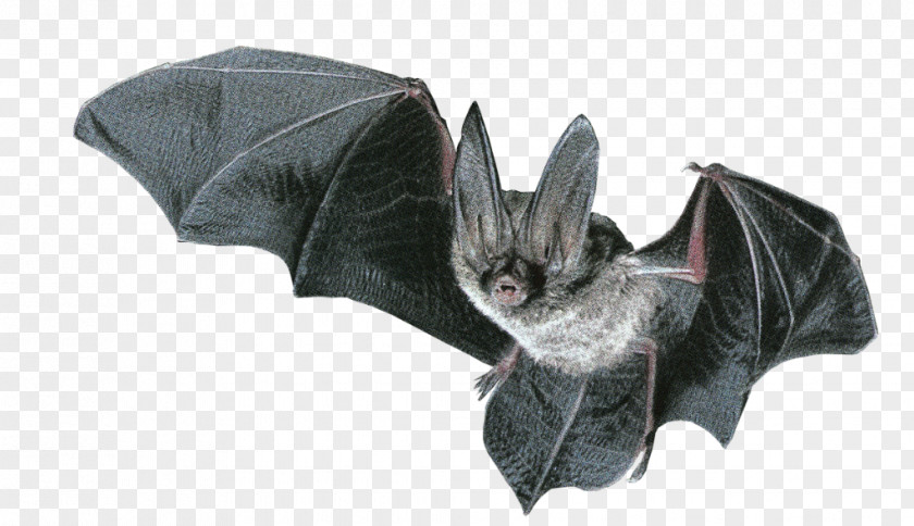 Black Bat Horror Baseball Animal Wallpaper PNG