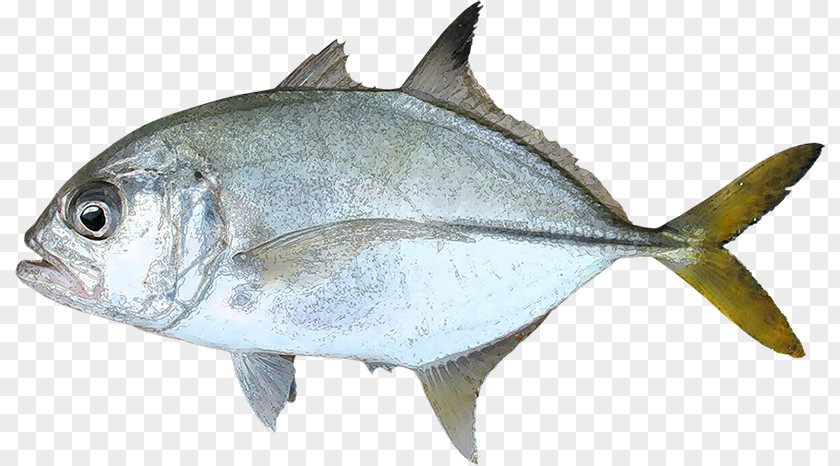 Giant Trevally Thunnus Milkfish Fish Products Blue Runner Sardine PNG