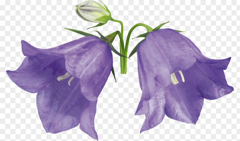 Hand-painted Lily Of The Valley Campanula Medium Cochleariifolia Flower Campanulaceae Biennial Plant PNG