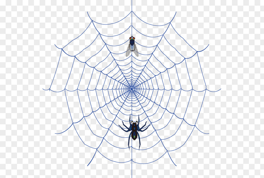 Hunting Spider Vector Web Clip Art PNG