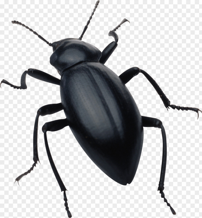 Black Bug Image Insect Clip Art PNG