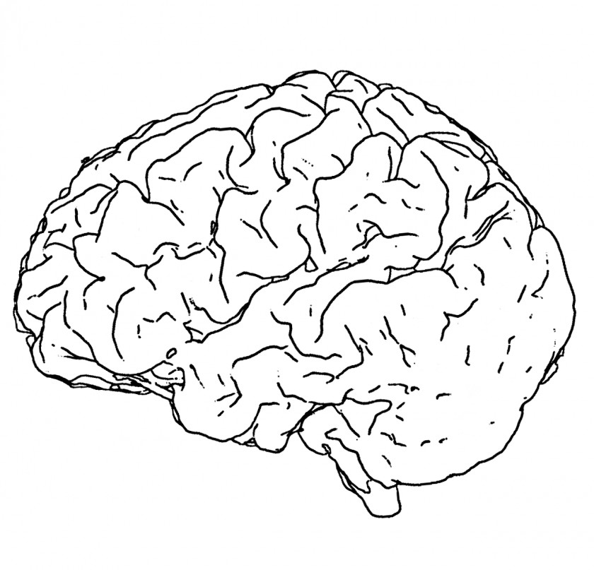 Brain Human Line Art Drawing Black And White PNG