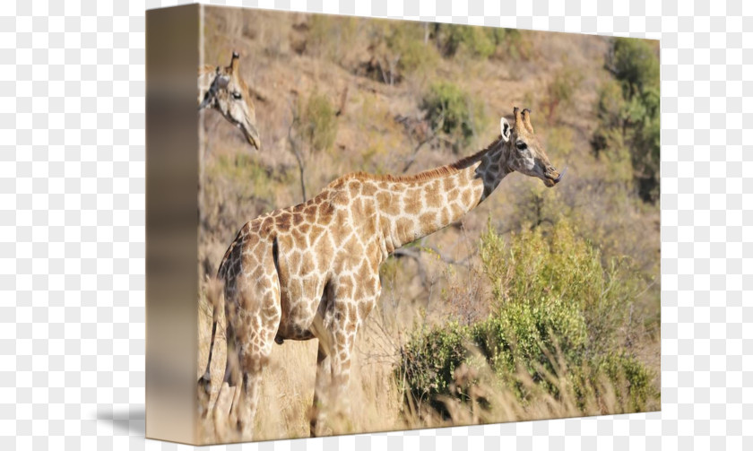 Giraffe National Park Savanna Fauna PNG