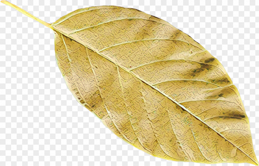 Leaf PNG