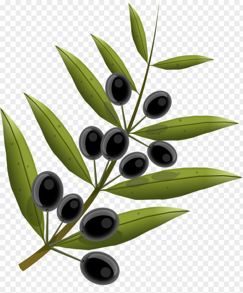Olives Olive Oil PNG