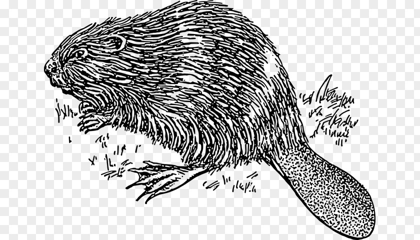 Beaver Cartoon Drawing Clip Art Line Openclipart Free Content PNG