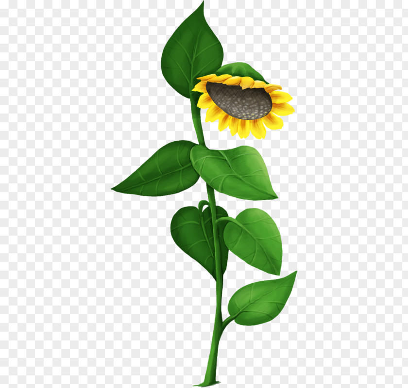 Common Sunflower PNG