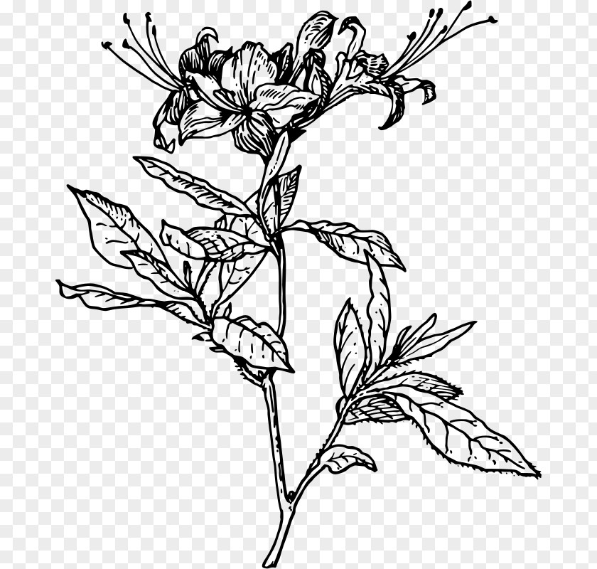 Flower Azalea Drawing Rhododendron Botanical Illustration Clip Art PNG