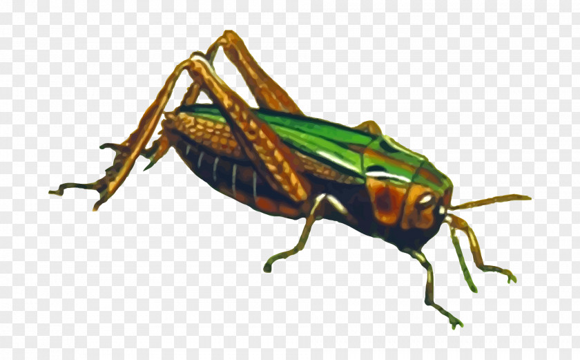 Grasshopper The Ant And Clip Art PNG