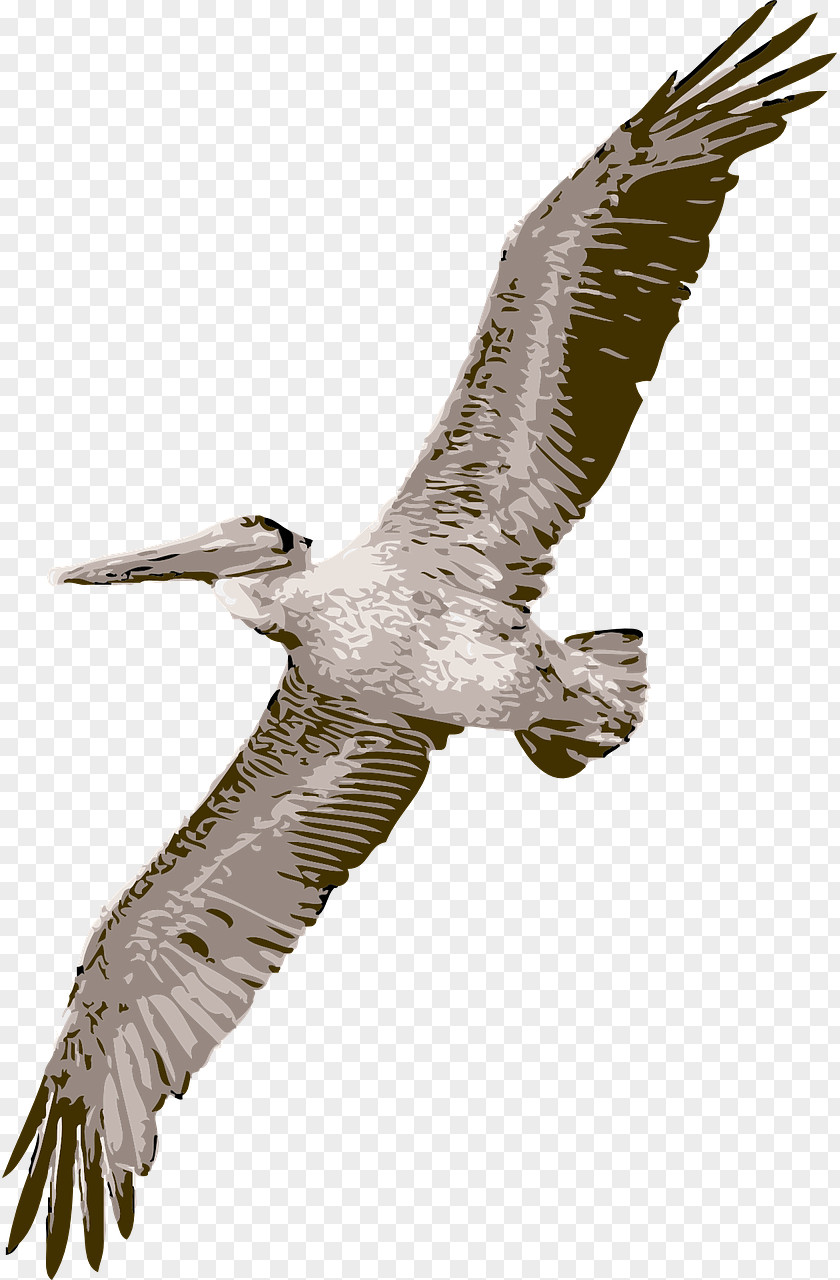 Huge Flying Vulture Pelican Free Content Clip Art PNG