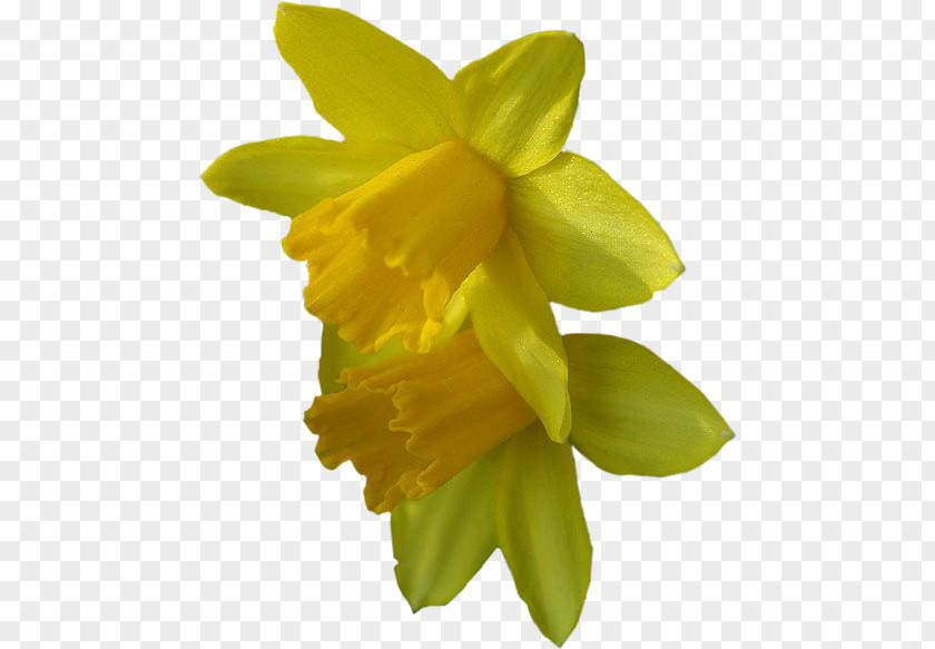 Jonquil Narcissus Flower Scrapbooking Petal PNG