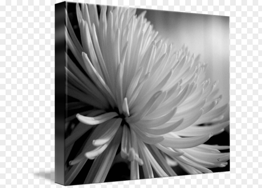 Small Chrysanthemum Monochrome Photography Still Life Flower PNG