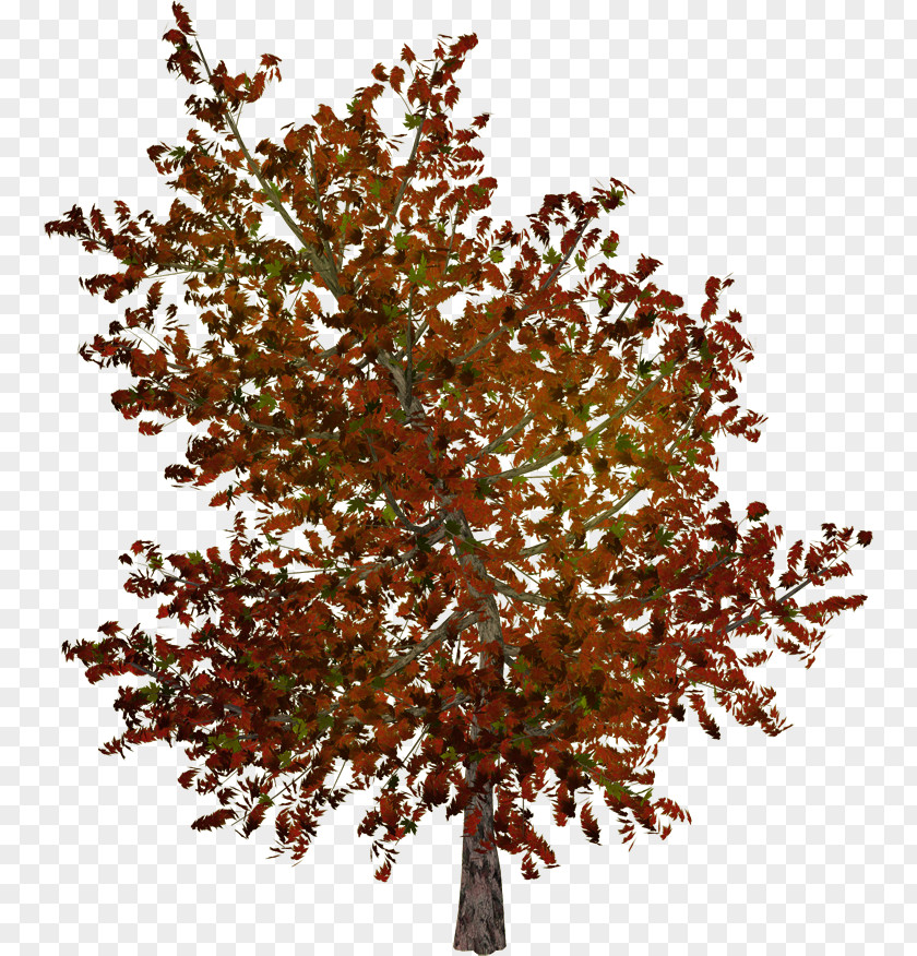 Tree Twig Shrub PNG