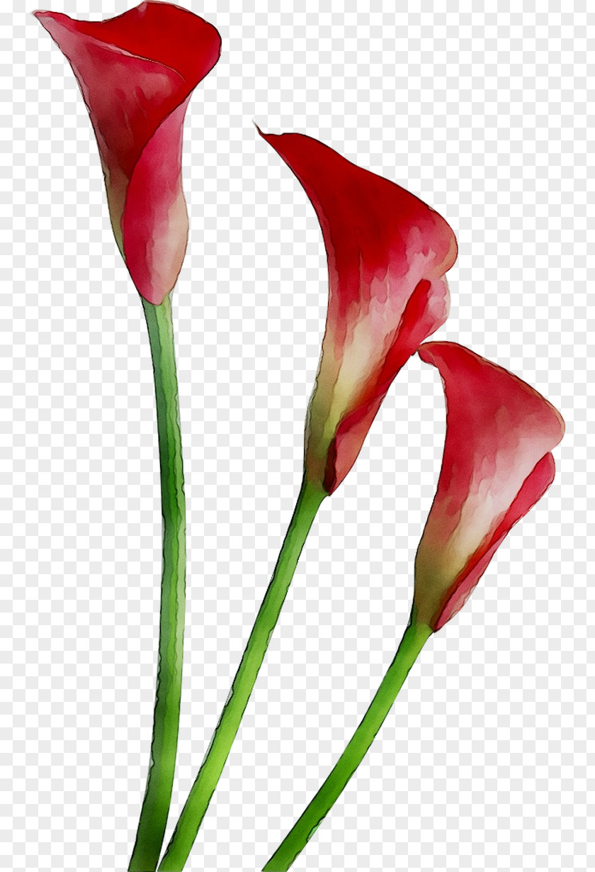 Arum Lilies Arum-lily Clip Art Bog PNG