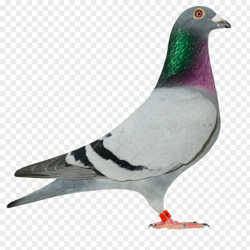 Bird Homing Pigeon Racing Homer Fantail Indian PNG