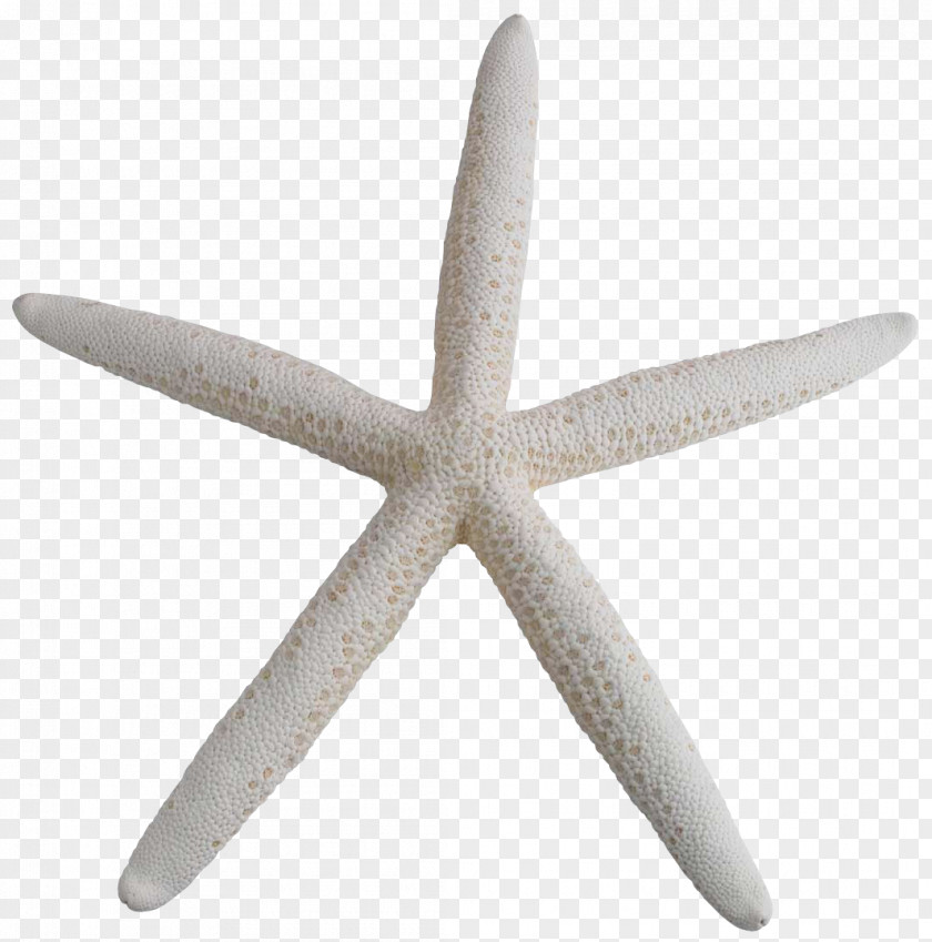 Design Starfish PNG