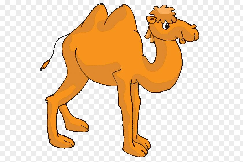 Dromedary Bactrian Camel Animal Сорочьи сказки Fairy Tale PNG
