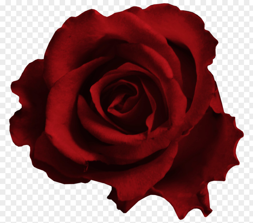 Flower Garden Roses Cabbage Rose Red Clip Art PNG