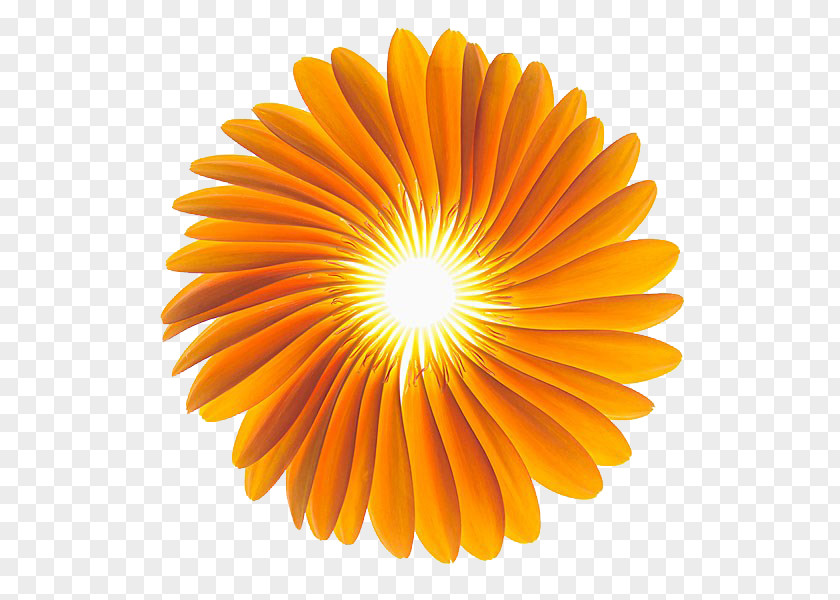 Gerbera HQ Pictures Jamesonii Stock Photography Flower Alamy Orange PNG