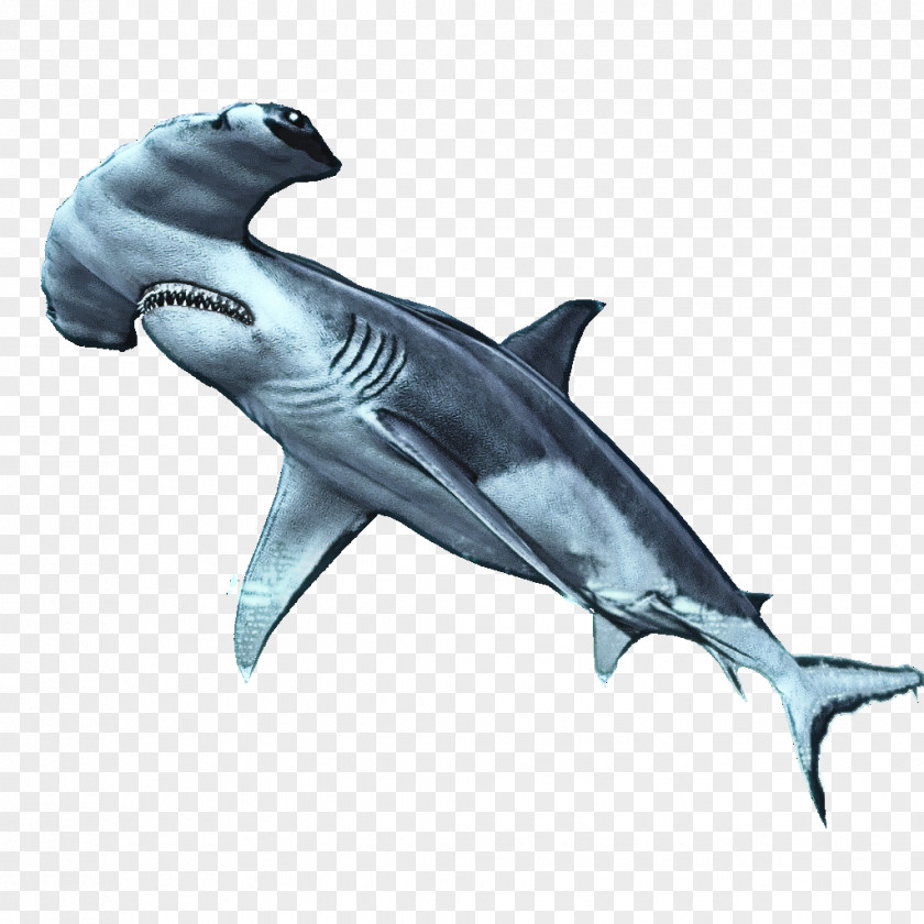 Hammerhead Animal Figure Shark PNG