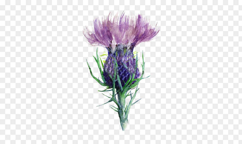 Hand-painted Milk Thistle Picture Material Scotland Flower PNG