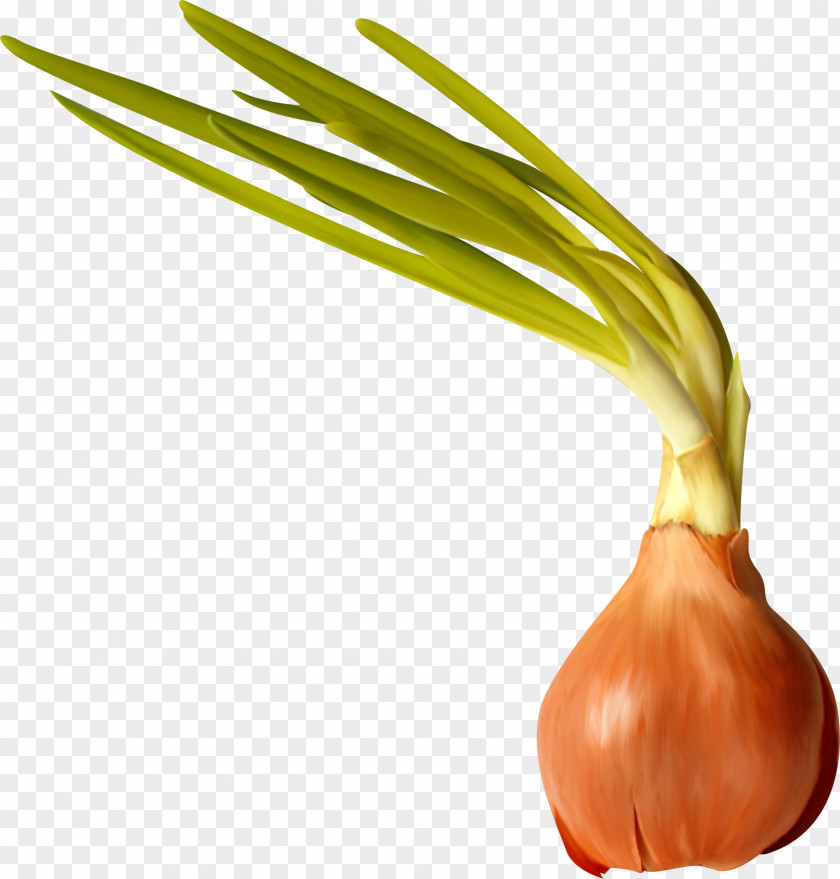 Pretty Creative Onion Garlic Food Clip Art PNG
