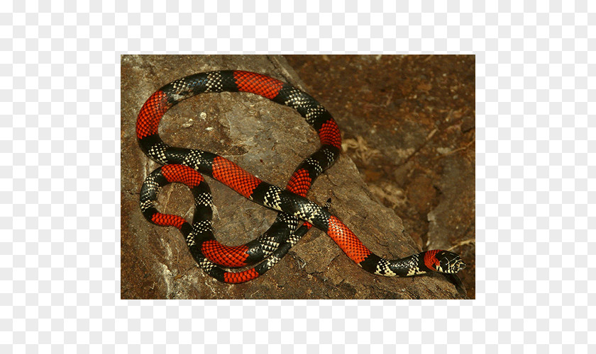 Snake Boa Constrictor Kingsnakes Rattlesnake Colubrid Snakes PNG