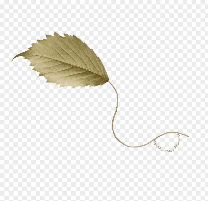 Drawing Leaf Clip Art PNG