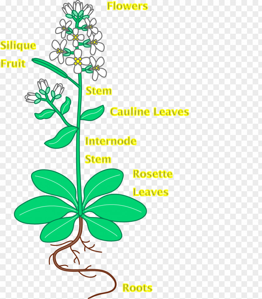 Leaf Thale Cress Flower Plant Root PNG