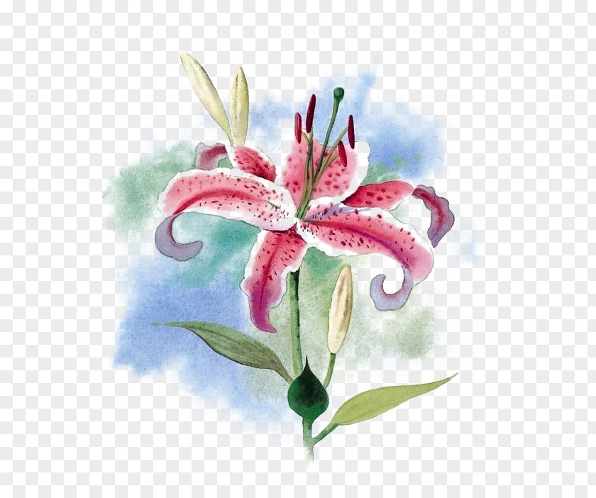Lily Flowers With Pink Spots Buttoning Material Tiger Flower Water Arum-lily PNG