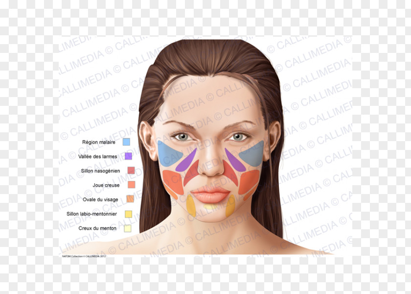 Nose Human Anatomy Chin Zygomatic Bone PNG